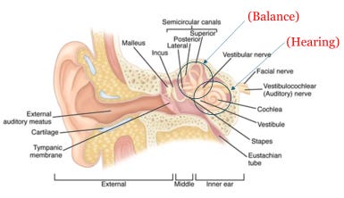 A diagram of the inner ear
AI-generated content may be incorrect. A diagram of the inner ear
AI-generated content may be incorrect.