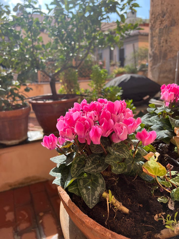 Cyclamens on my terrace in Rome