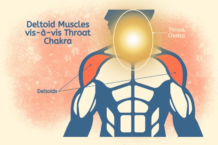 Deltoid Muscle vis-à-vis Throat Chakra Deltoid Muscle vis-à-vis Throat Chakra