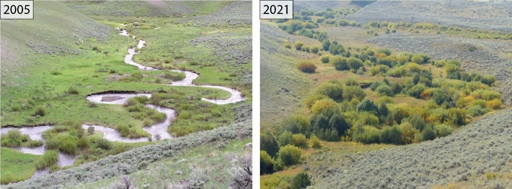 How Wolves Helped Restore the Ecosystem in Yellowstone