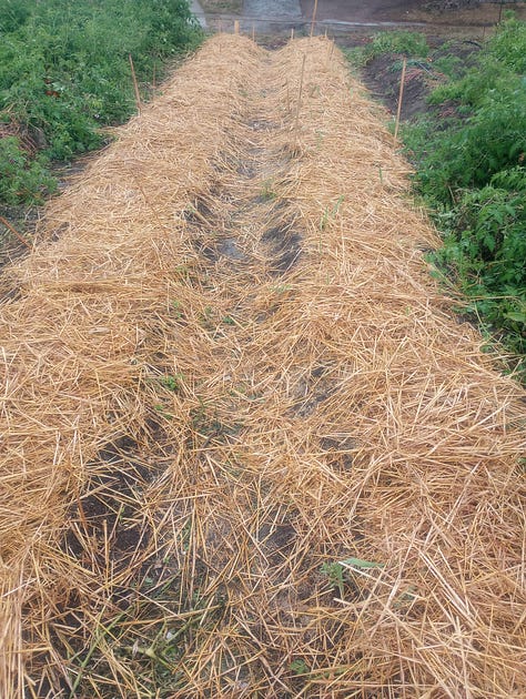 A person holding a garlic cloves in their hand. A garlic field covered with straw. A garlic plant emerging from a field covered with straw. 