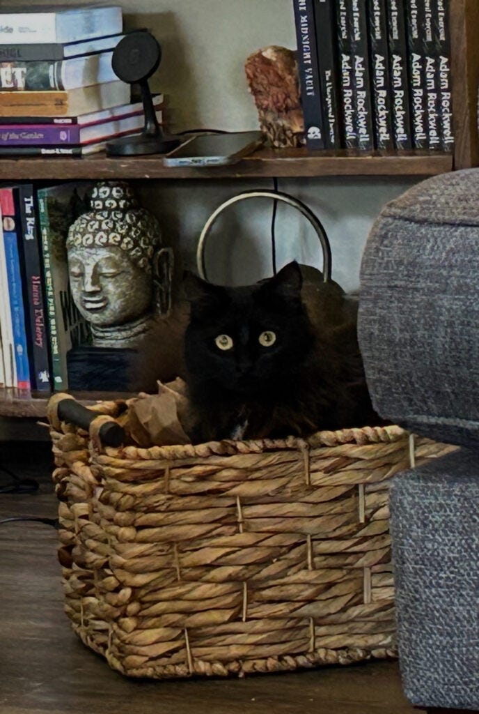 My ghostwriting buddy. Fluffles. My ghostwriting buddy. Fluffles.