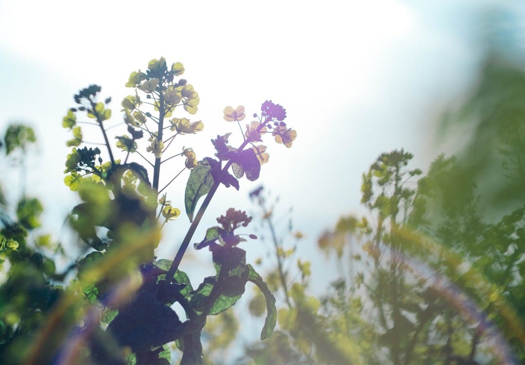 purple and white flower in tilt shift lens