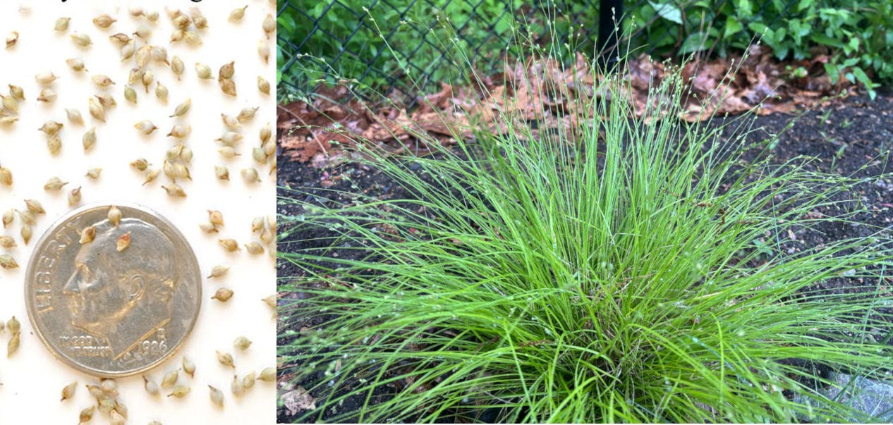 Side-by-side: Photo 1: Pennsyvlania sedge seeds and a dime for comparison. 3 seeds sit on Roosevelt’s hairline. Photo 2: Sedge, green, in a mound shape, subtle blooms along the blades.