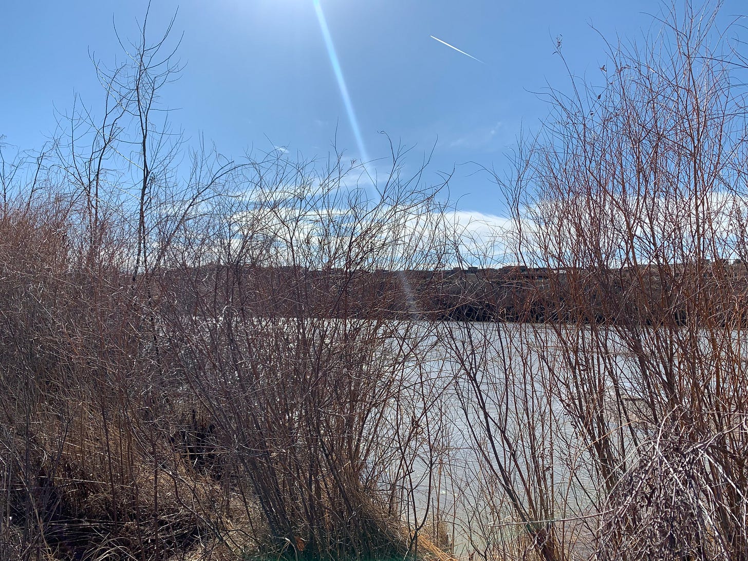 Leafless bushes partially blocking the view of the Rio Grande River with blue sky dotted with white clouds.