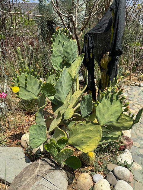 Nine photos displaying an array of cacti.