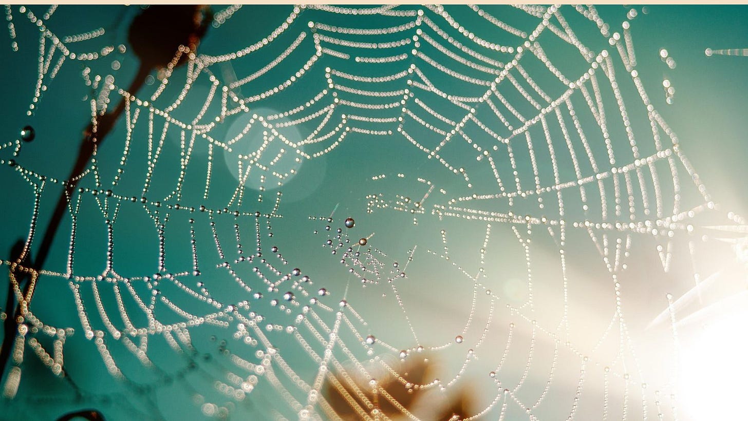 A wet spiderweb against a cloudless sky