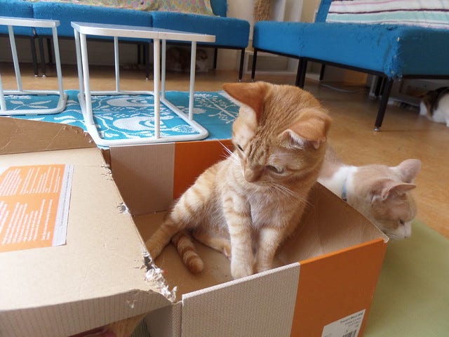 Scaredy cat Scaredy cat