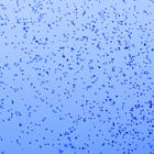 Florida Drops 800,000 Irradiated Mosquitoes from Drones Over Citizens (Video)