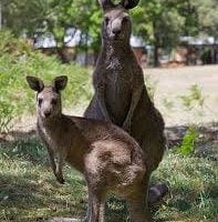 Kangaroos looking at camera