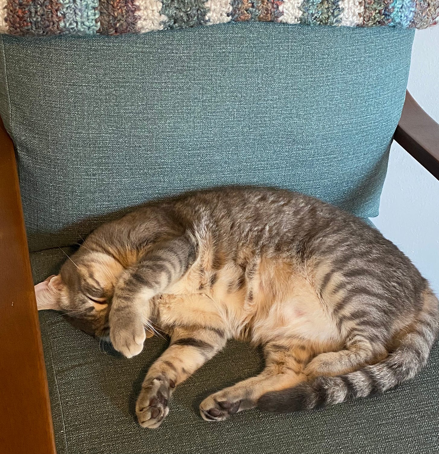 Image of a gray tabby napping on a chair