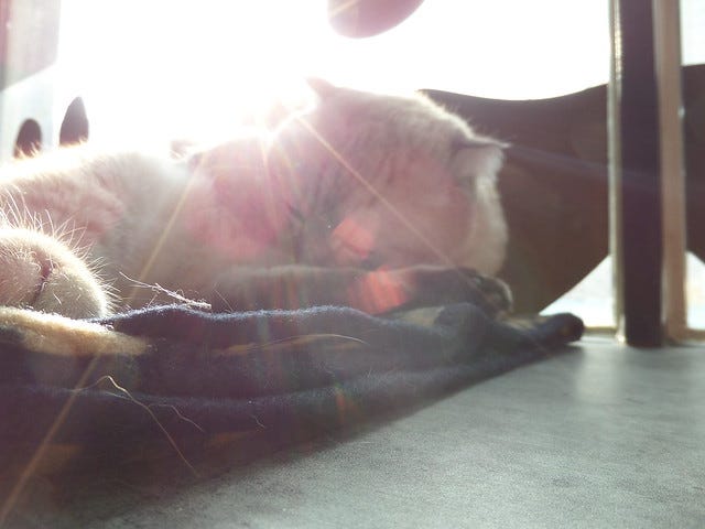 Sleeping Cat Sleeping Cat