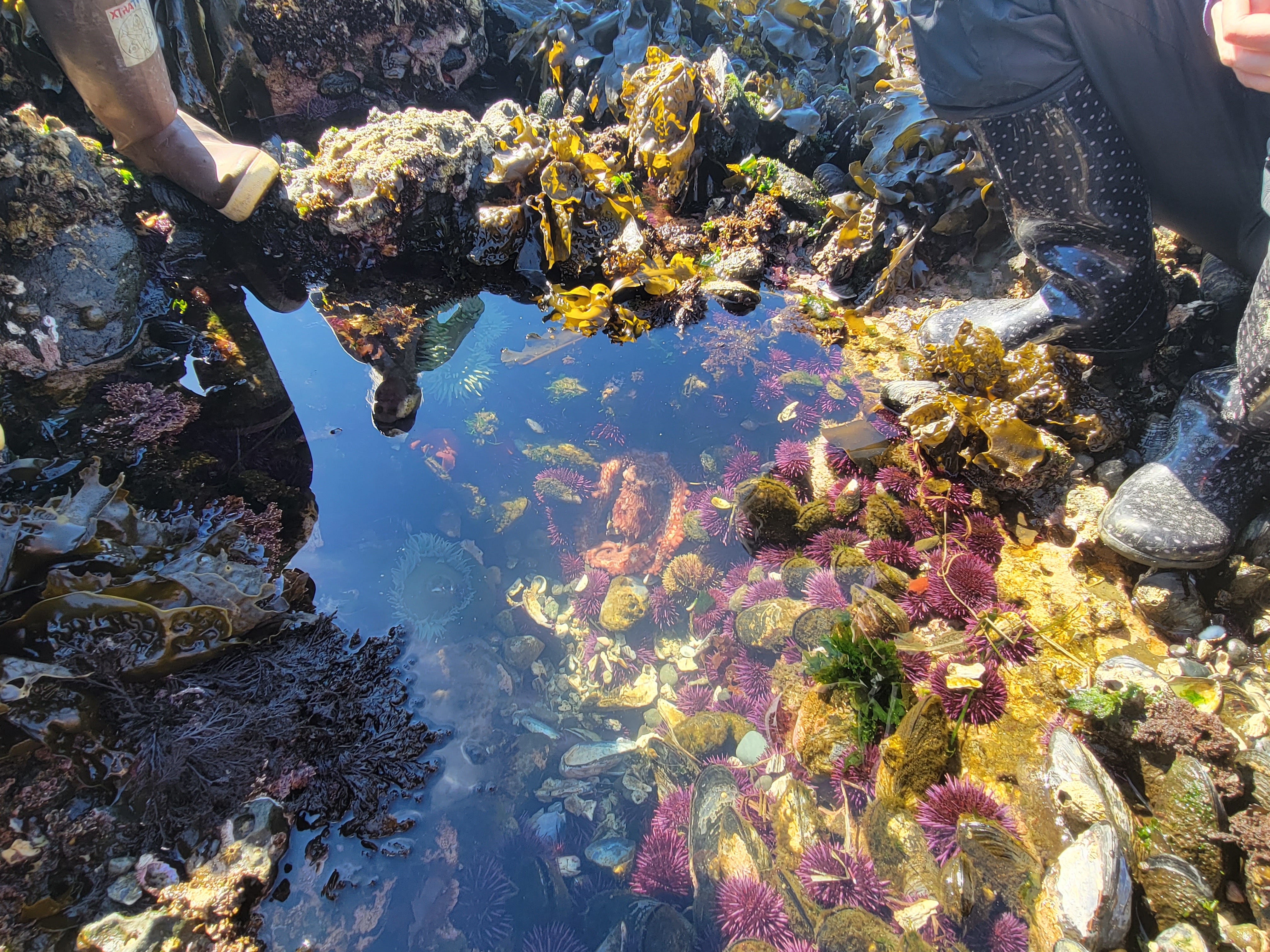 Tide Pool Rats Planning Your Tide Pool Season - by Luan Roberts