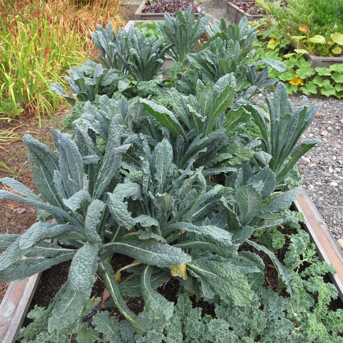Kale.jpg