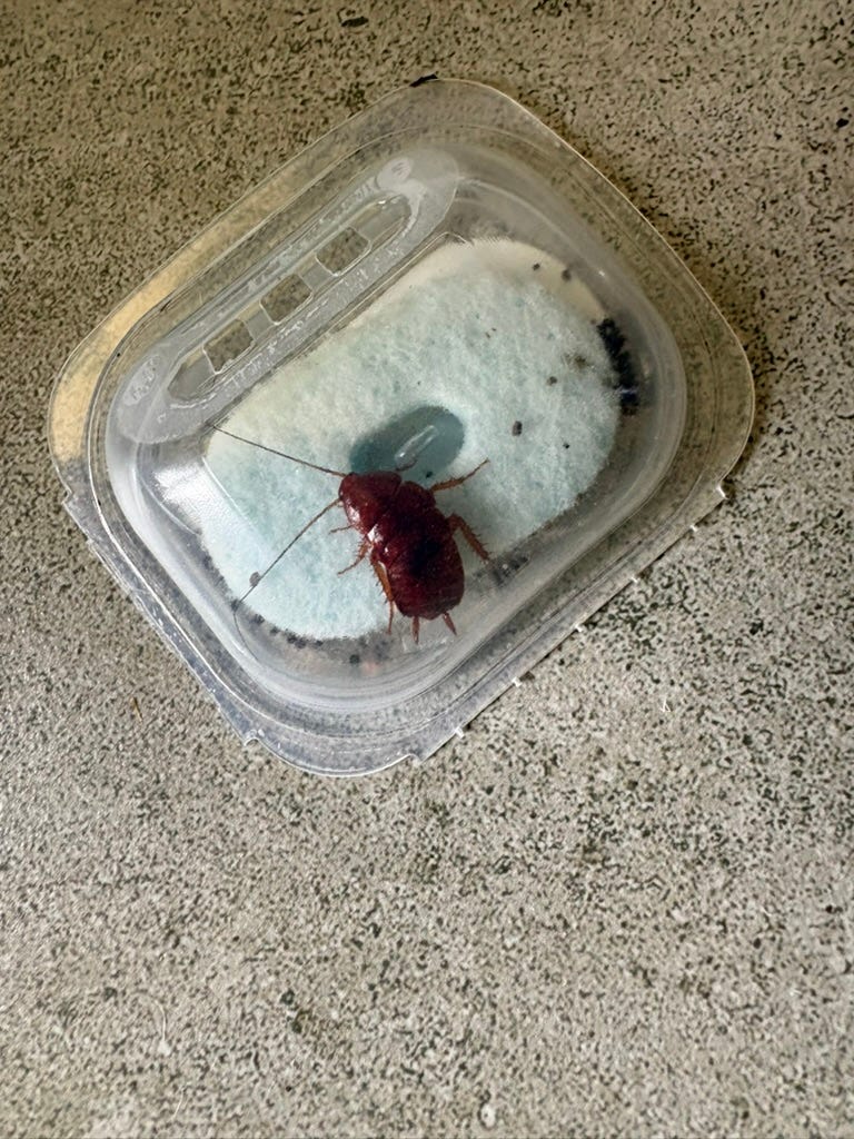 roach caught in an ant trap roach caught in an ant trap