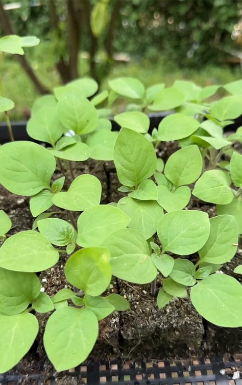 Six photos showing the progression from mixing soil to making soil blocks, planting seeds to getting sprouts.