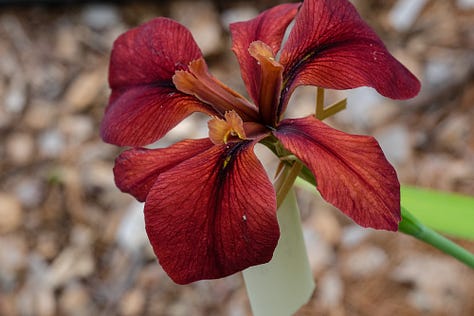 Hopeful LA iris crosses