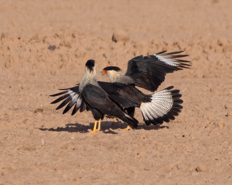 20251204-Manville-9-Edit.jpg 20251204-Manville-9-Edit.jpg