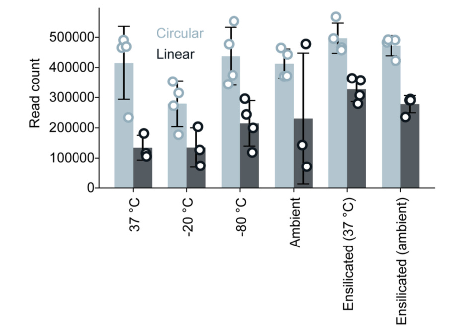 Bar chart comparing read counts for circular ssDNA libraries (light blue) and linear ssDNA libraries (dark gray) across six storage conditions: 37°C, −20°C, −80°C, ambient temperature, ensilicated at 37°C, and ensilicated at ambient temperature. Circular libraries maintain consistently high read counts of approximately 400,000–500,000 across all conditions with modest replicate variance. Linear library read counts are substantially lower under conventional storage — roughly 130,000 at both 37°C and −20°C, rising modestly to around 210,000–230,000 at −80°C and ambient — but recover markedly under ensilication, reaching approximately 330,000 at ensilicated 37°C and 275,000 at ensilicated ambient. Bar chart comparing read counts for circular ssDNA libraries (light blue) and linear ssDNA libraries (dark gray) across six storage conditions: 37°C, −20°C, −80°C, ambient temperature, ensilicated at 37°C, and ensilicated at ambient temperature. Circular libraries maintain consistently high read counts of approximately 400,000–500,000 across all conditions with modest replicate variance. Linear library read counts are substantially lower under conventional storage — roughly 130,000 at both 37°C and −20°C, rising modestly to around 210,000–230,000 at −80°C and ambient — but recover markedly under ensilication, reaching approximately 330,000 at ensilicated 37°C and 275,000 at ensilicated ambient.