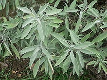 Common sage - Simple English Wikipedia, the free encyclopedia