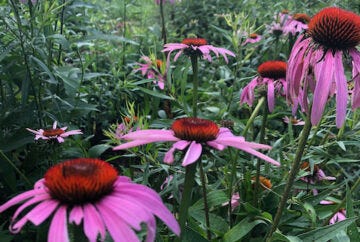pictures of echinacea, sambucus, and canis
