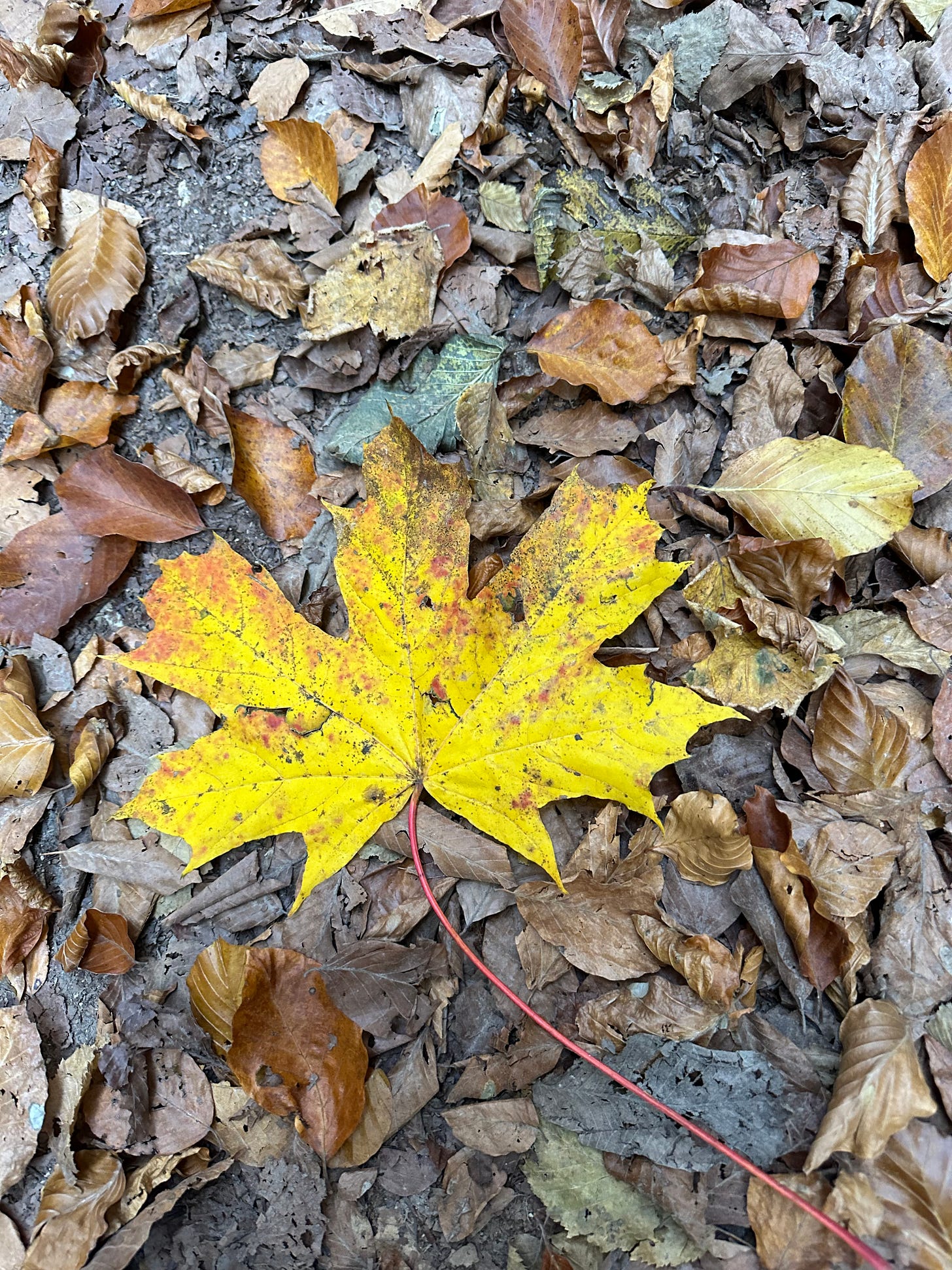 Bright leaf just fallen from the tree…