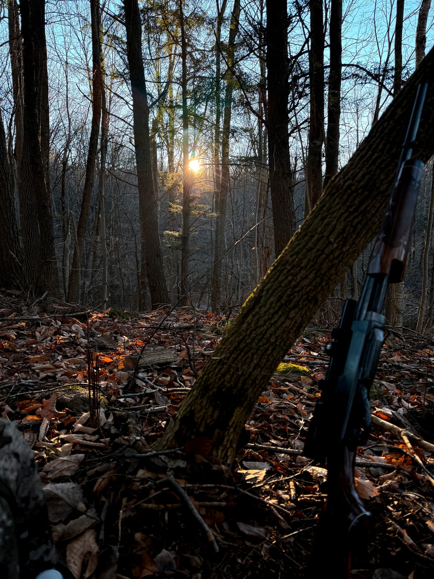 An Adirondack sunrise deer hunt An Adirondack sunrise deer hunt