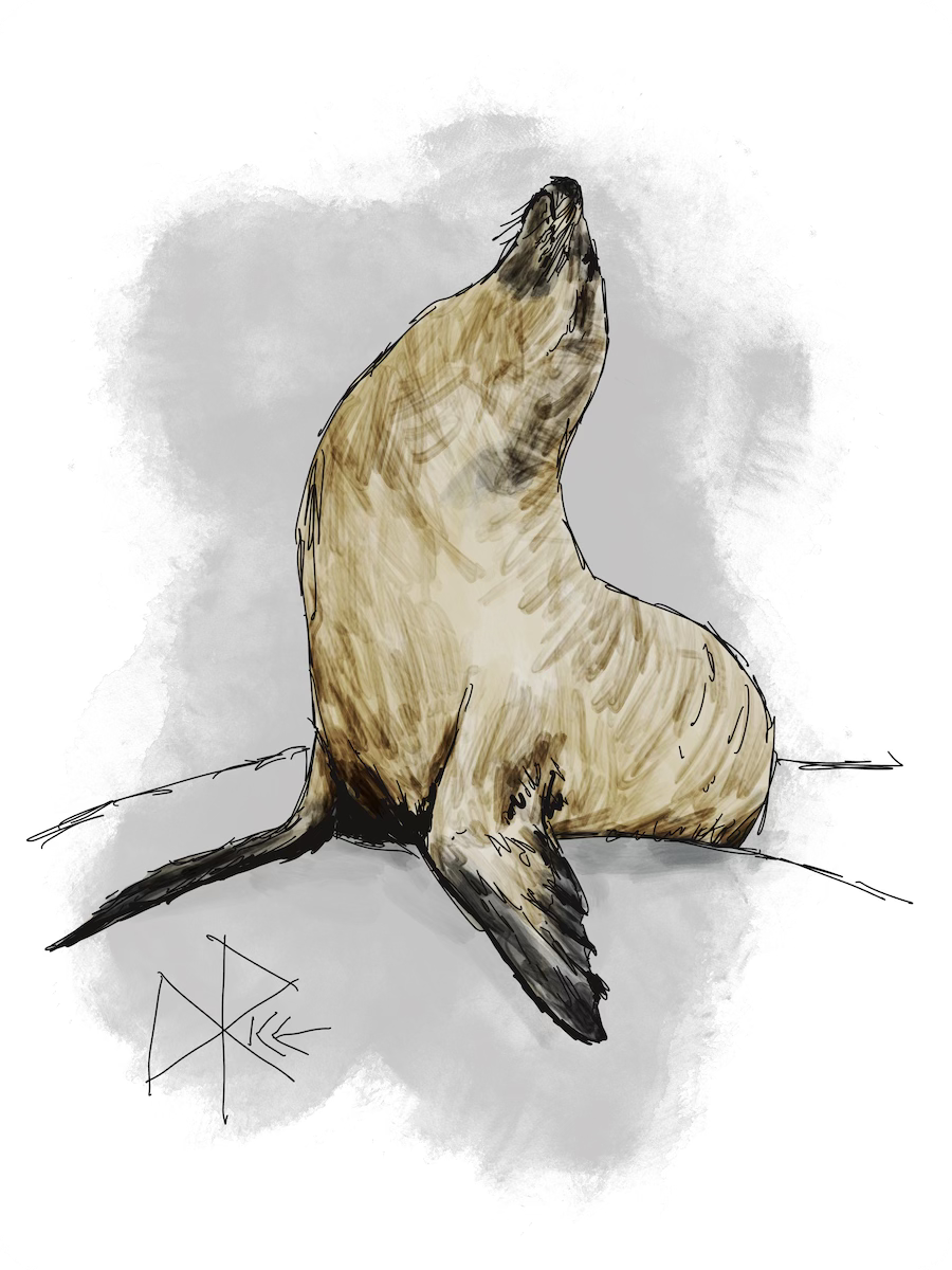 Seated on a rock, a seal leans back with a big spinal stretch. Sketch art by Don Rice.