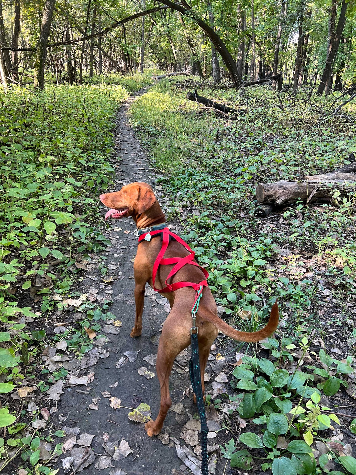 Lief, the one-eyed visla, enjoys nature as he goes on a beautiful walk outside. 