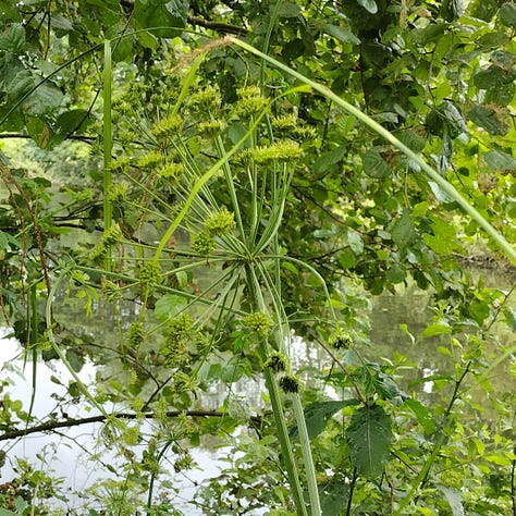 Hemlock water droplet pictures - this one has grooved stems, ball shaped clusters of flowers and distinctive leaves somewhat reminiscent of coriander (but with a smell of celery or parsley)