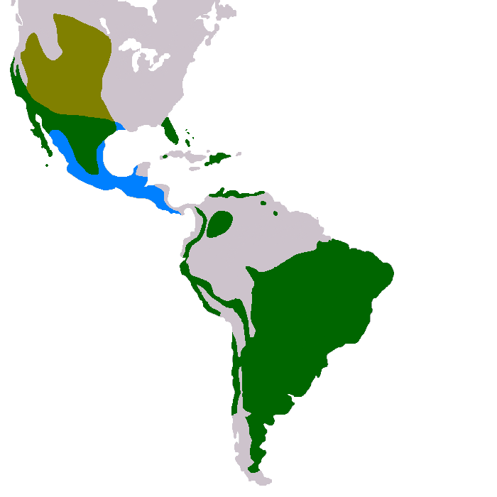Map showing range for the burrowing owl, with much of Western North America indicated as summer breeding range, southwest North America and South America as year-round, and Central America as winter range. Map showing range for the burrowing owl, with much of Western North America indicated as summer breeding range, southwest North America and South America as year-round, and Central America as winter range.