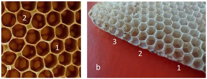Two panels: on the left, a typical six-sided cell is shown, with abnormal variants; on the right, such cells are more prominent near the edge of the comb. Two panels: on the left, a typical six-sided cell is shown, with abnormal variants; on the right, such cells are more prominent near the edge of the comb.