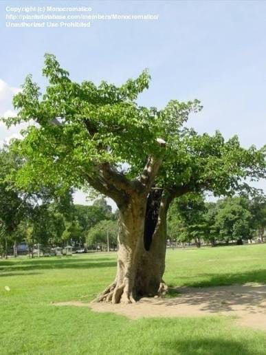 PlantFiles Pictures: Sycamore Fig, Egyptian Sycamore, Mulberry Fig  (<i>Ficus sycomorus</i>) by Monocromatico