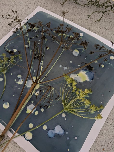 developing botanical cyanotypes