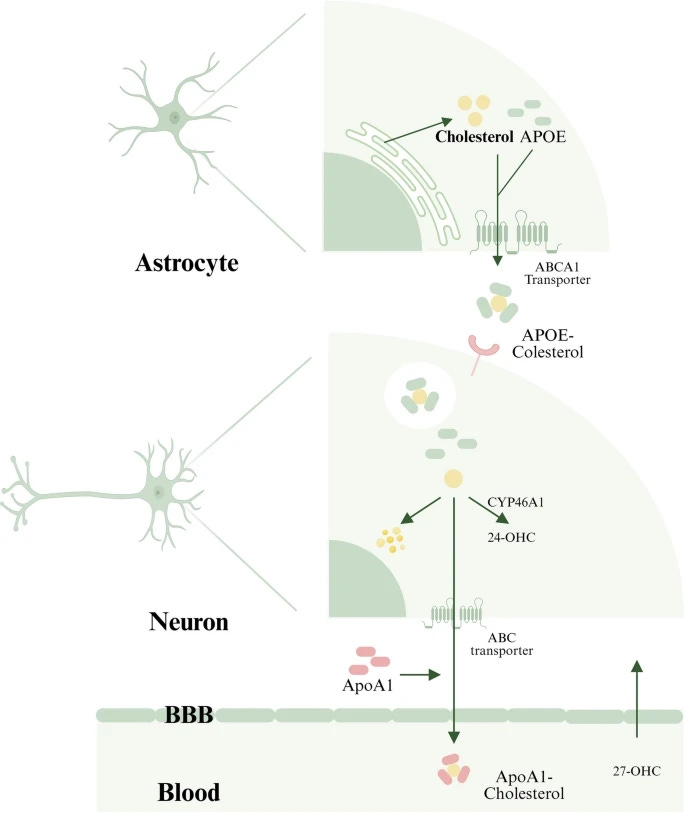 Potential impact of cholesterol in Alzheimer’s disease pathology. Diseases associated with cholesterol metabolism. Dysregulation in cholesterol metabolism can lead to various diseases. I. Genetic mutations in the LDLR gene reduce the quantity and functionality of LDLR, impairing cellular uptake of LDL-C and resulting in elevated plasma LDL-C levels, a condition known as FH. II. The deposition of oxidized LDL on arterial walls triggers phagocytosis by macrophages, leading to the formation of macrophage foam cell and the development of atherosclerotic plaque. III. Supersaturation of cholesterol in bile can lead to its precipitation and crystallization in the gallbladder, resulting in gallstone formation. IV. Elevated cholesterol synthesis, coupled with impaired secretion of VLDL by hepatocytes, leads to lipid accumulation, potentially resulting in NAFLD. V. Elevated cholesterol levels have been observed in individuals with Alzheimer’s disease. Excess cholesterol can impede the activity of the enzyme responsible for cleaving Aβ, exacerbating its intracellular accumulation and worsening the progression. VI. Abnormalities in cholesterol metabolism are Linked to tumorigenesis. Cui, D., Yu, X., Guan, Q. et al. Mol Biomed 6, 72 (2025). https://doi.org/10.1186/s43556-025-00321-3