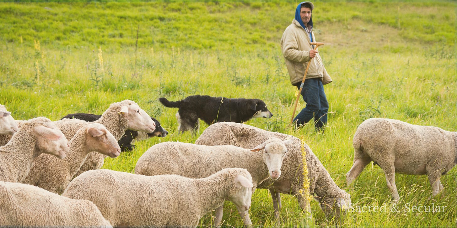 A shepherd walking through a grassy field alongside a flock of sheep, with a sheepdog nearby. The scene is calm and pastoral, suggesting guidance, freedom, and attentive care rather than force or control. A shepherd walking through a grassy field alongside a flock of sheep, with a sheepdog nearby. The scene is calm and pastoral, suggesting guidance, freedom, and attentive care rather than force or control.