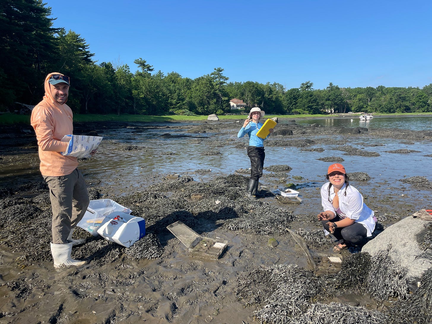 Easton, Valeria, and Jannine measure oysters and check on survival. Easton, Valeria, and Jannine measure oysters and check on survival.