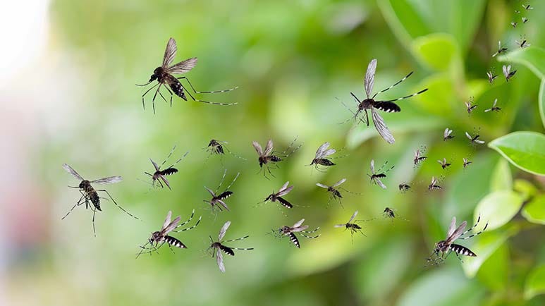 google debug mosquitoes release google debug mosquitoes release