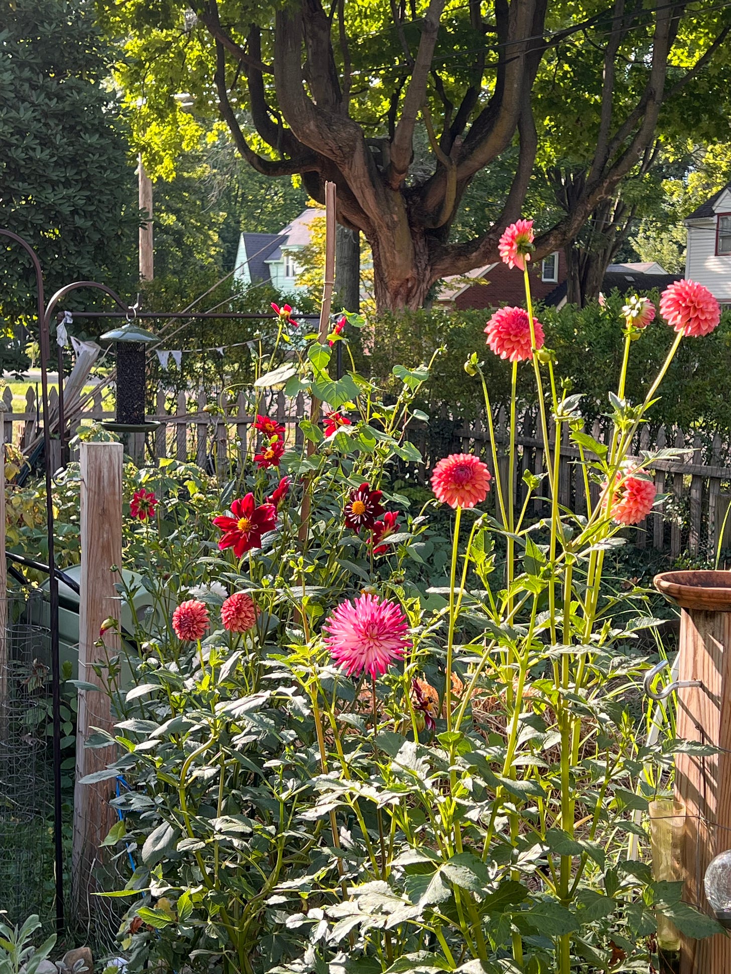 Pink and red flowers in garden surrounded by picket fence