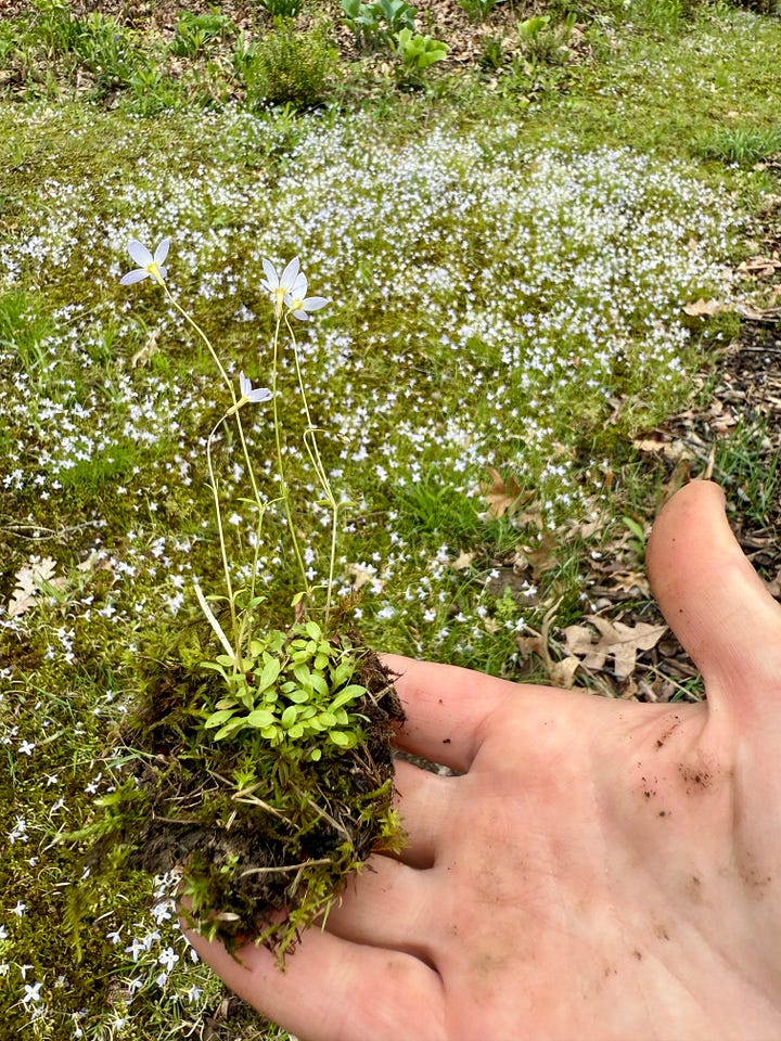 Photo 1: chose a clump at the bottom of the slope; 2: weed out the grass, etc; 3: dig 3 inches down to get the moss too; 4:replace the soil and compact the area.