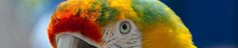 History's Parrot