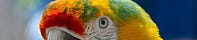 History's Parrot