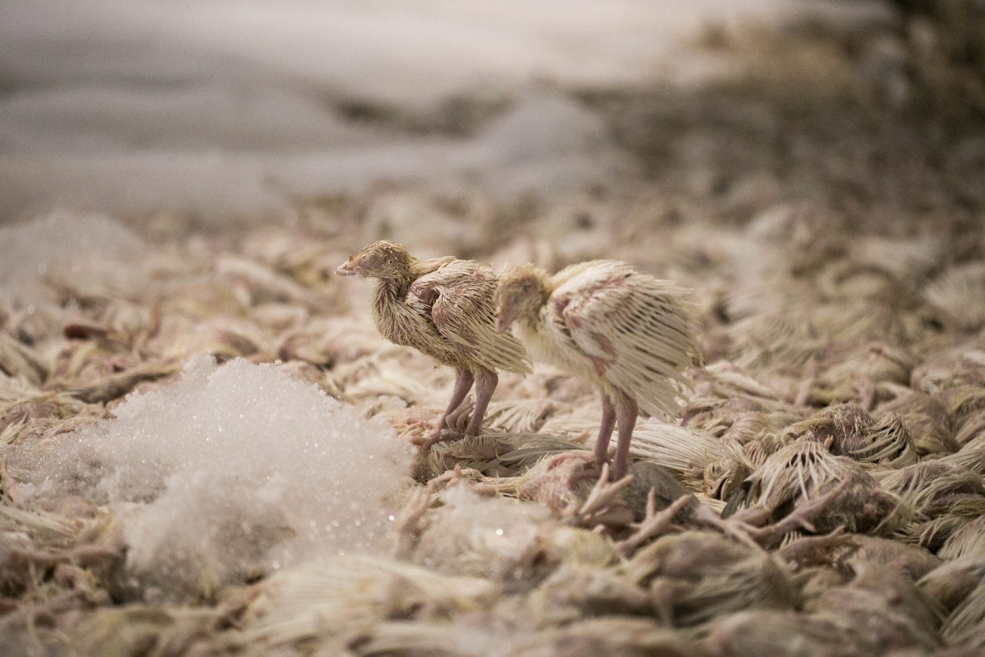 A couple of baby birds on a pile of feathers

Description automatically generated