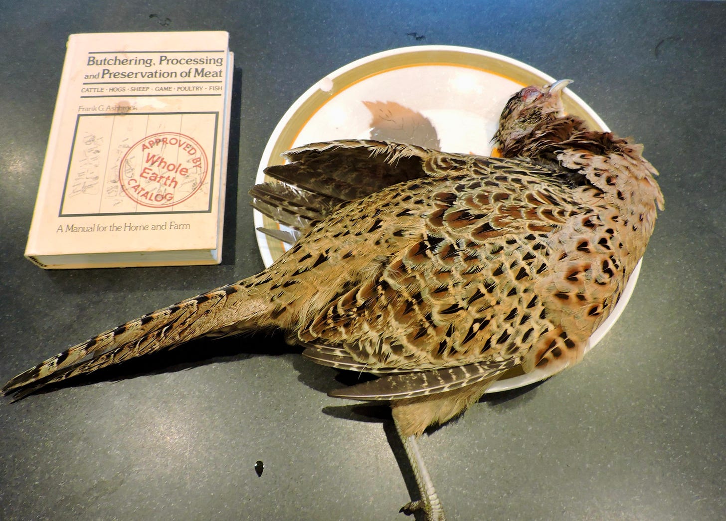 dead hen pheasant