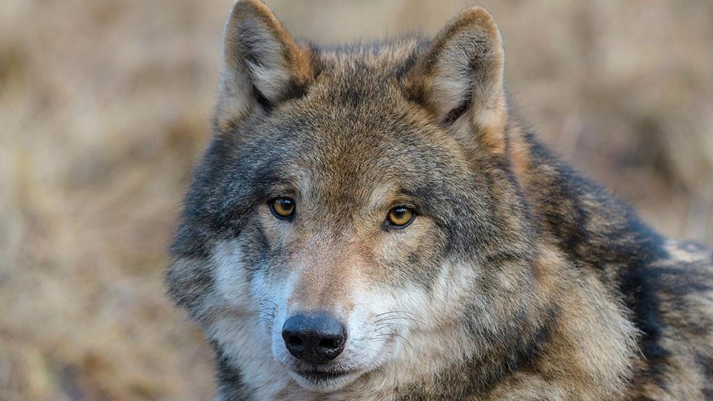 Strage di lupi grigi intorno al parco di Yellowstone: negli ultimi mesi  oltre 500 uccisioni - La Stampa