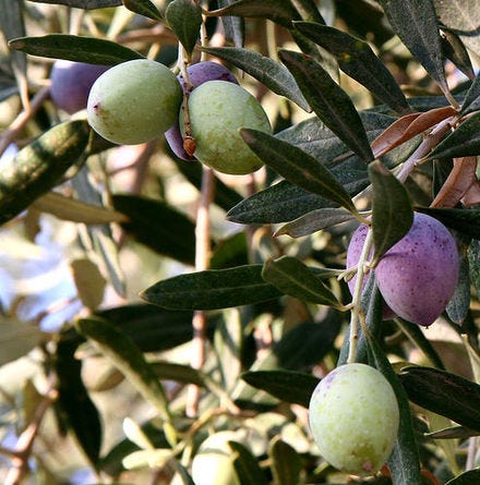 ripe and unripe olives