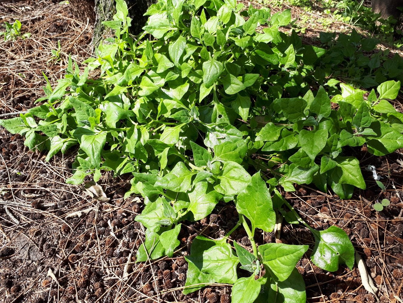 Tetragonia tetragonoides [plant - Syd Olym Pk] sml.jpg
