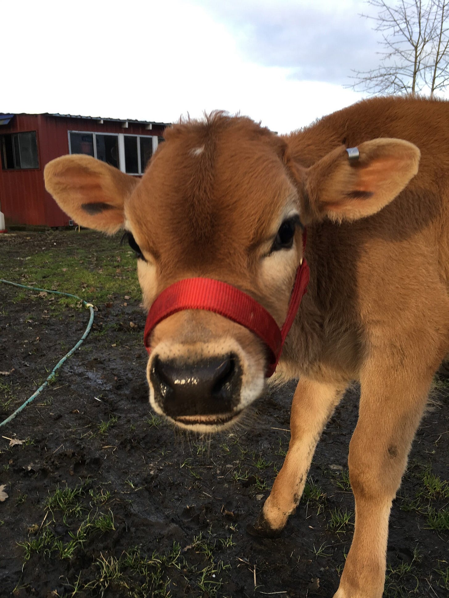 Bambi the $10 Jersey Steer. He lived to a healthy age before visiting freezer camp. If you want a homestead tip on naming animals you are going to eat: don’t name them Bambi. Bambi the $10 Jersey Steer. He lived to a healthy age before visiting freezer camp. If you want a homestead tip on naming animals you are going to eat: don’t name them Bambi.