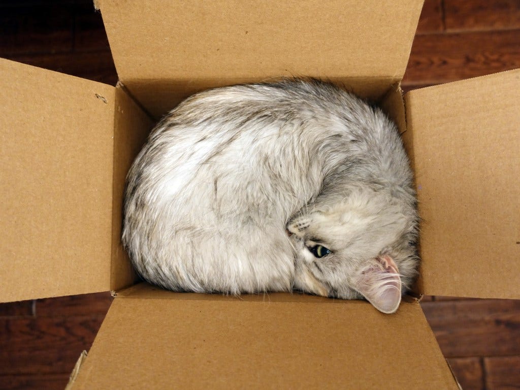 Here's why your cat always goes crazy for cardboard boxes | PawTracks