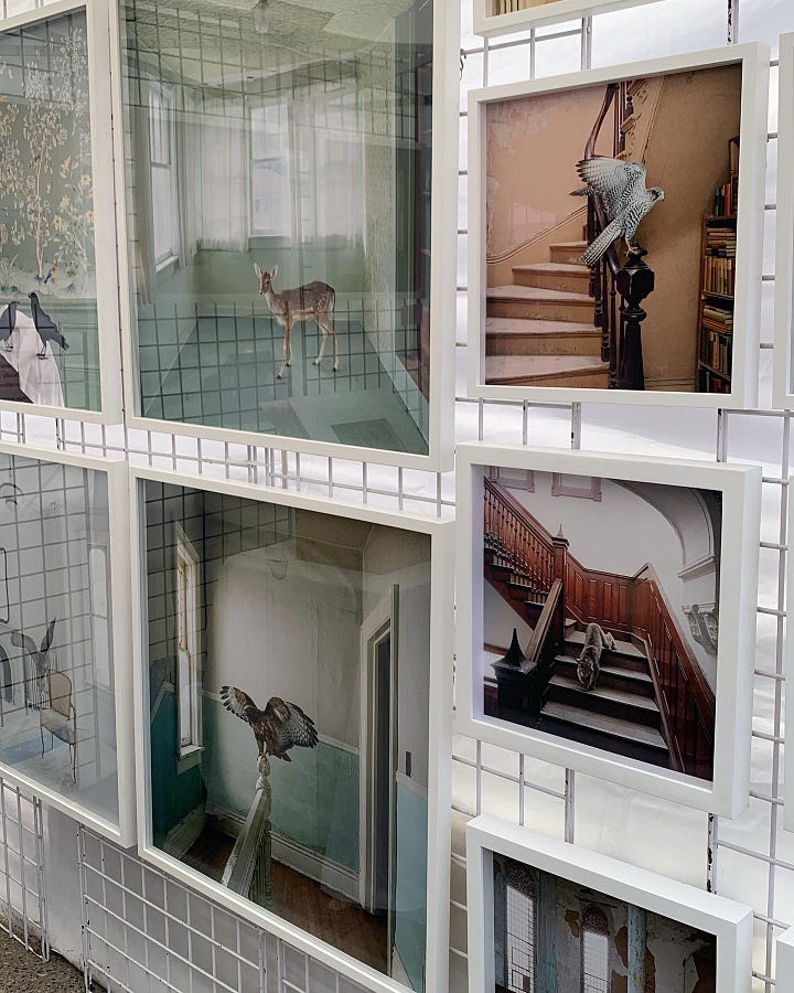 Four images of wild animals in various rooms with all the furniture removed. The most striking one is a picture of a deer standing on a pale green carpet in a white room with gauzy white curtains and a patterned ceiling.